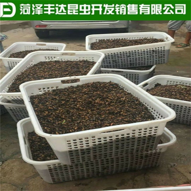 新蟋蟀冷冻蟋蟀冰鲜蛐蛐土折子油葫芦高蛋白