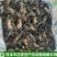 新蟋蟀冷冻蟋蟀冰鲜蛐蛐土折子油葫芦高蛋白