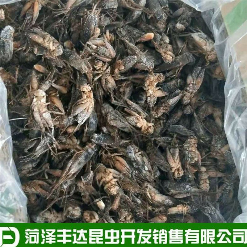 新蟋蟀冷冻蟋蟀冰鲜蛐蛐土折子油葫芦高蛋白