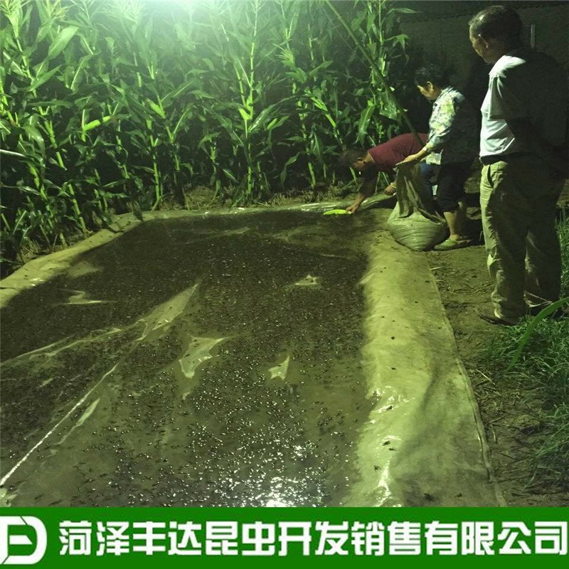 新蟋蟀冷冻蟋蟀冰鲜蛐蛐土折子油葫芦高蛋白