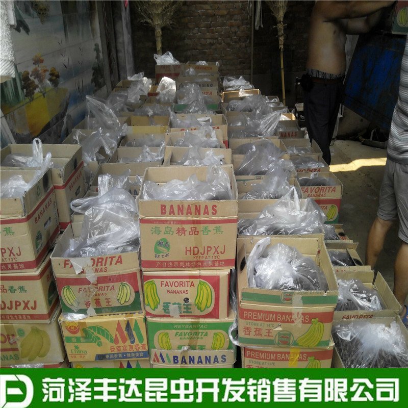 优质蟋蟀干蛐蛐干油葫芦土折子批发零售，各种规格