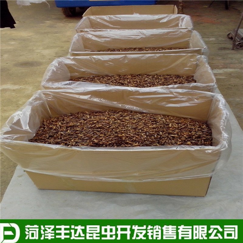 优质蟋蟀干蛐蛐干油葫芦土折子批发零售，各种规格