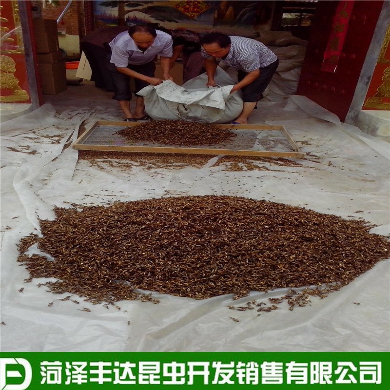 新蟋蟀冷冻蟋蟀冰鲜蛐蛐土折子油葫芦高蛋白