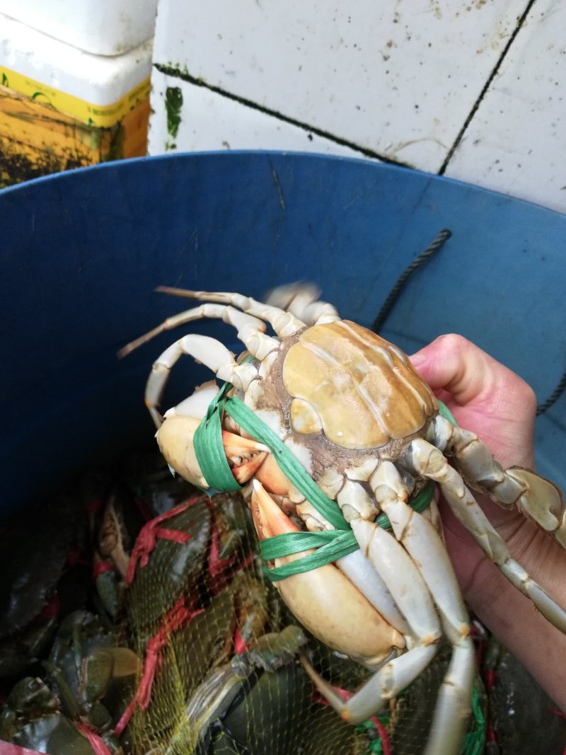 青蟹广西北海产地直供货源充足诚信经营对接批发商