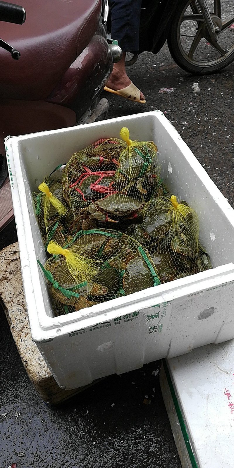 青蟹广西北海产地直供货源充足诚信经营对接批发商