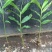 春砂仁苗老根分株苗基本直供