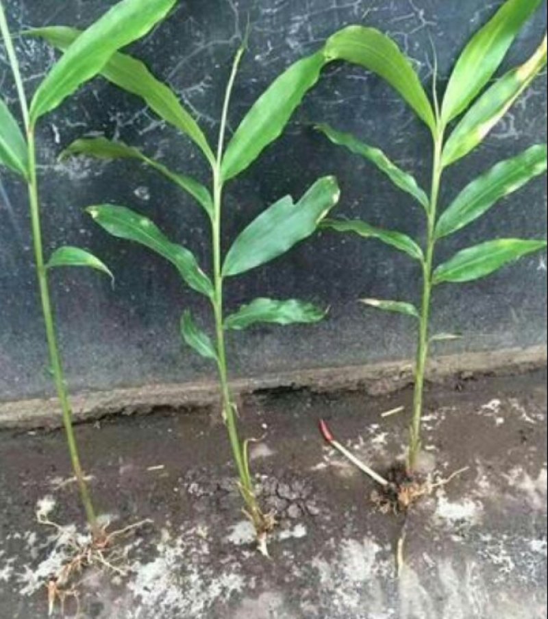 春砂仁苗老根分株苗基本直供