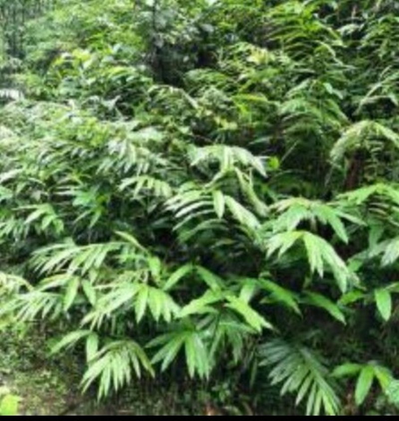 春砂仁苗老根分株苗基本直供