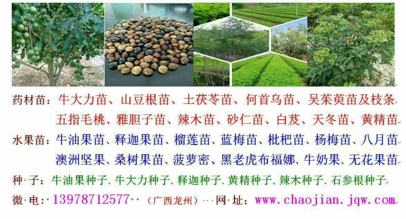 春砂仁苗老根分株苗基本直供