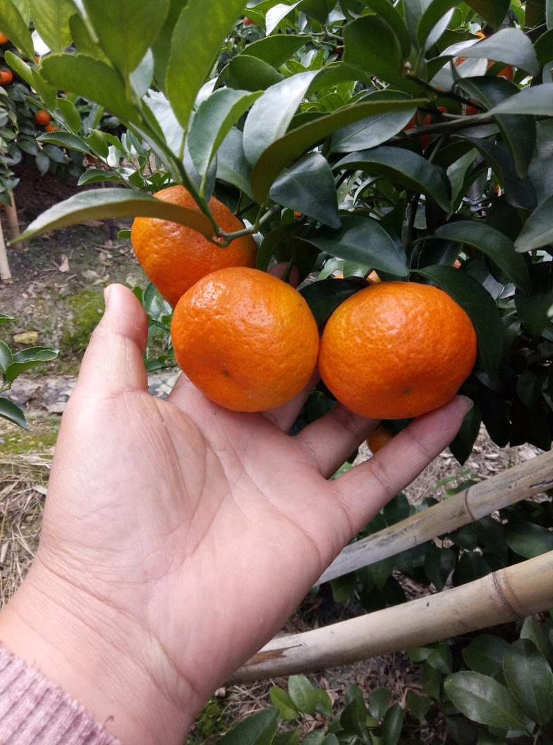 金秀沙糖橘，象州沙糖橘供应
