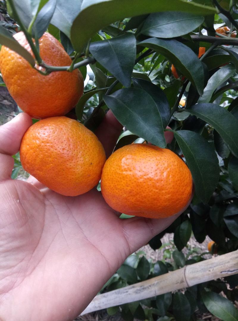 金秀沙糖橘，象州沙糖橘供应