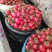 千禧圣女果10g以上，产地常年大量供货