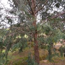 眉山南方红豆杉8~15cm4~6cm2.5~3米