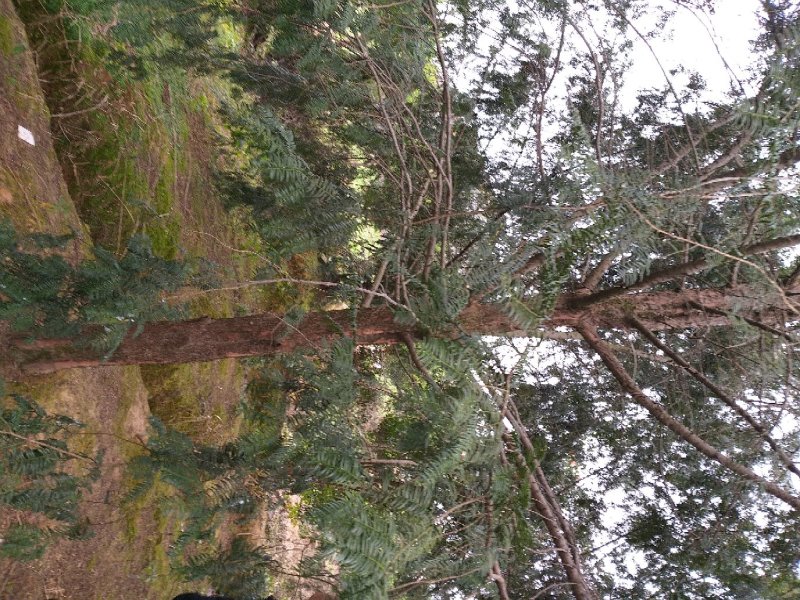 眉山南方红豆杉8~15cm4~6cm2.5~3米