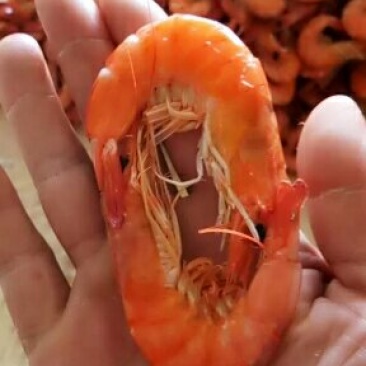 熟冻南美白虾