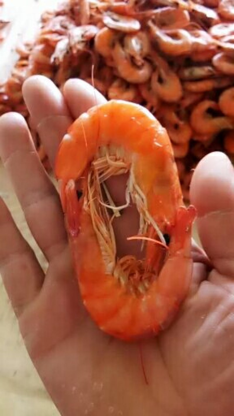 熟冻南美白虾