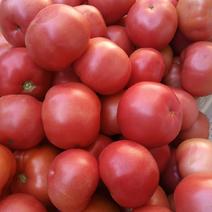 普罗旺斯大粉西红柿，攀枝花特色果蔬