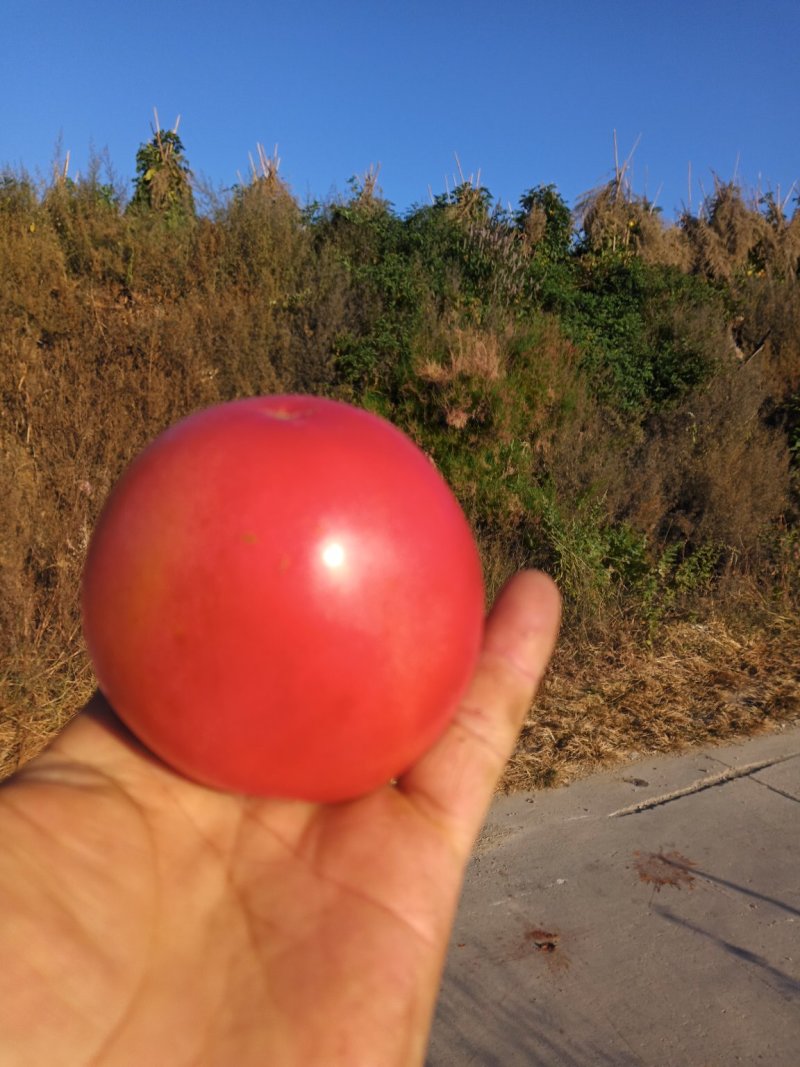 普罗旺斯大粉西红柿，攀枝花特色果蔬