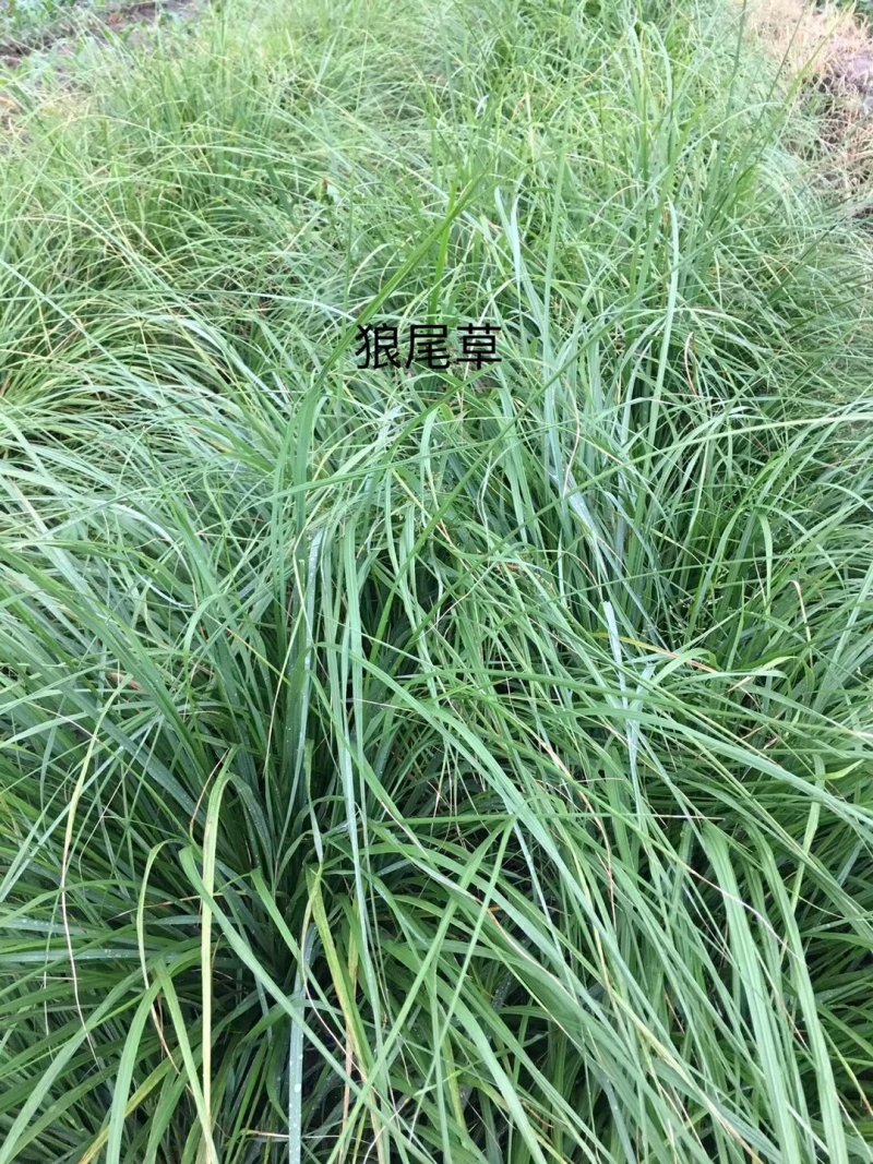 狼尾草！农户价（数量足，价格优.质量好）欢迎各位老板采购