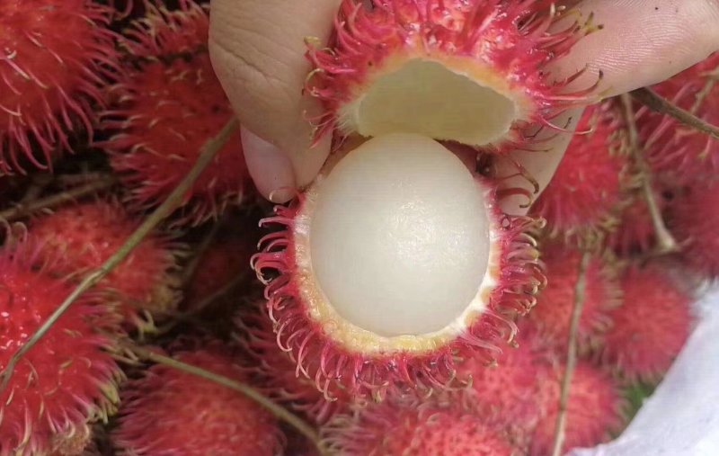 越南红毛丹