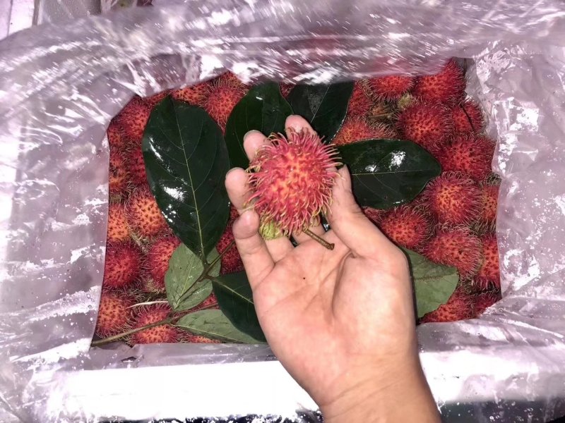越南红毛丹
