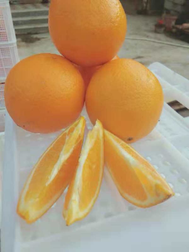 赣南品种，山地野橙。就是鲜