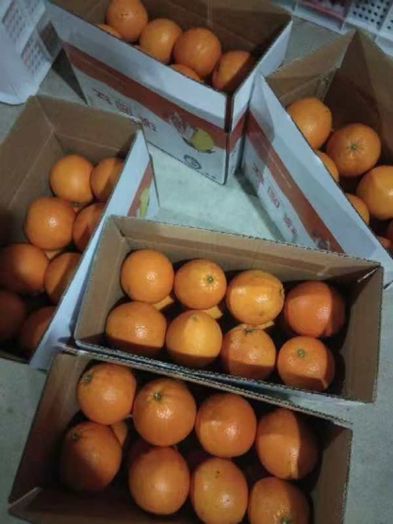 赣南品种，山地野橙。就是鲜