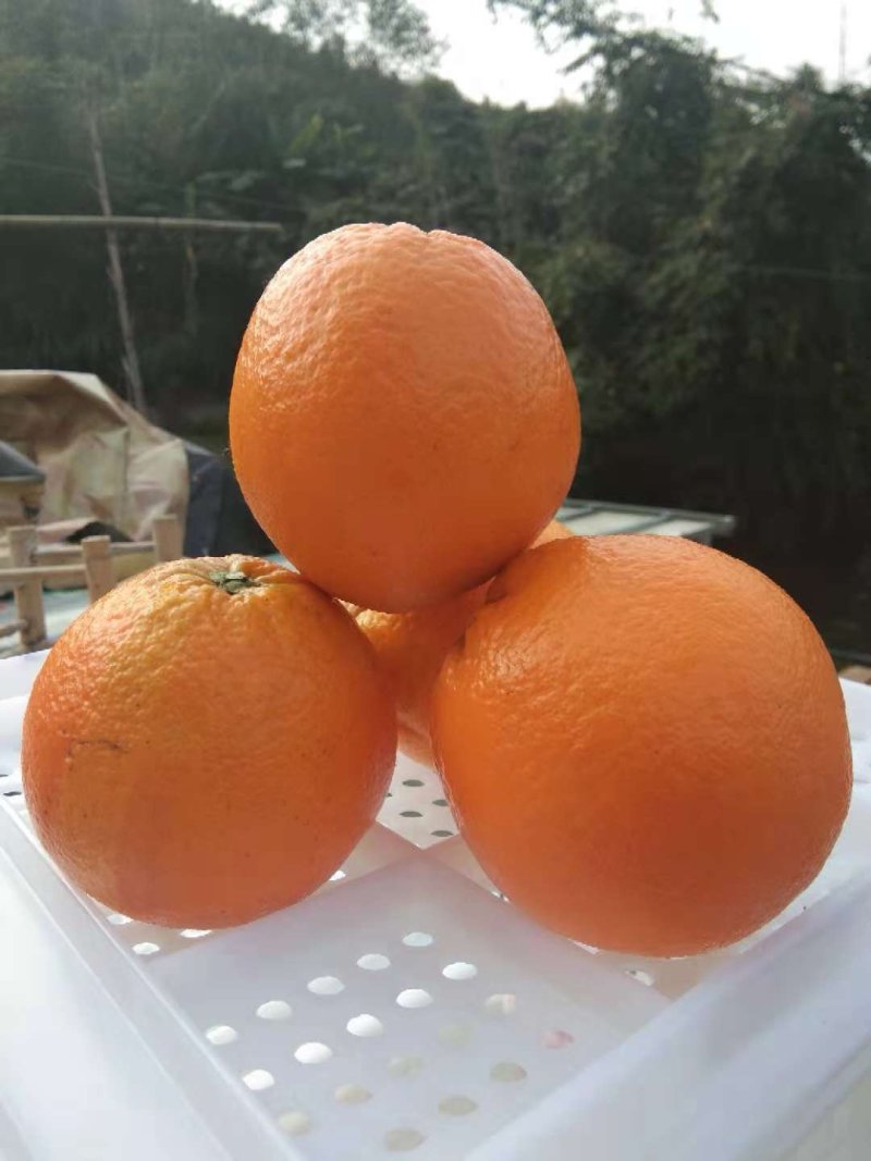 赣南品种，山地野橙。就是鲜