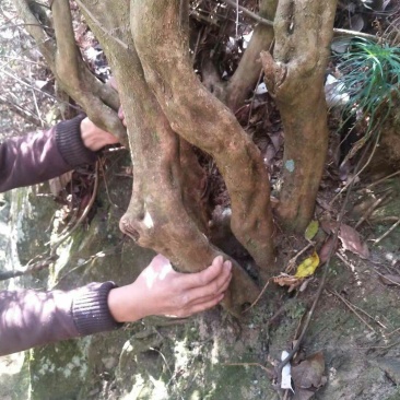 杜鹃花映山红