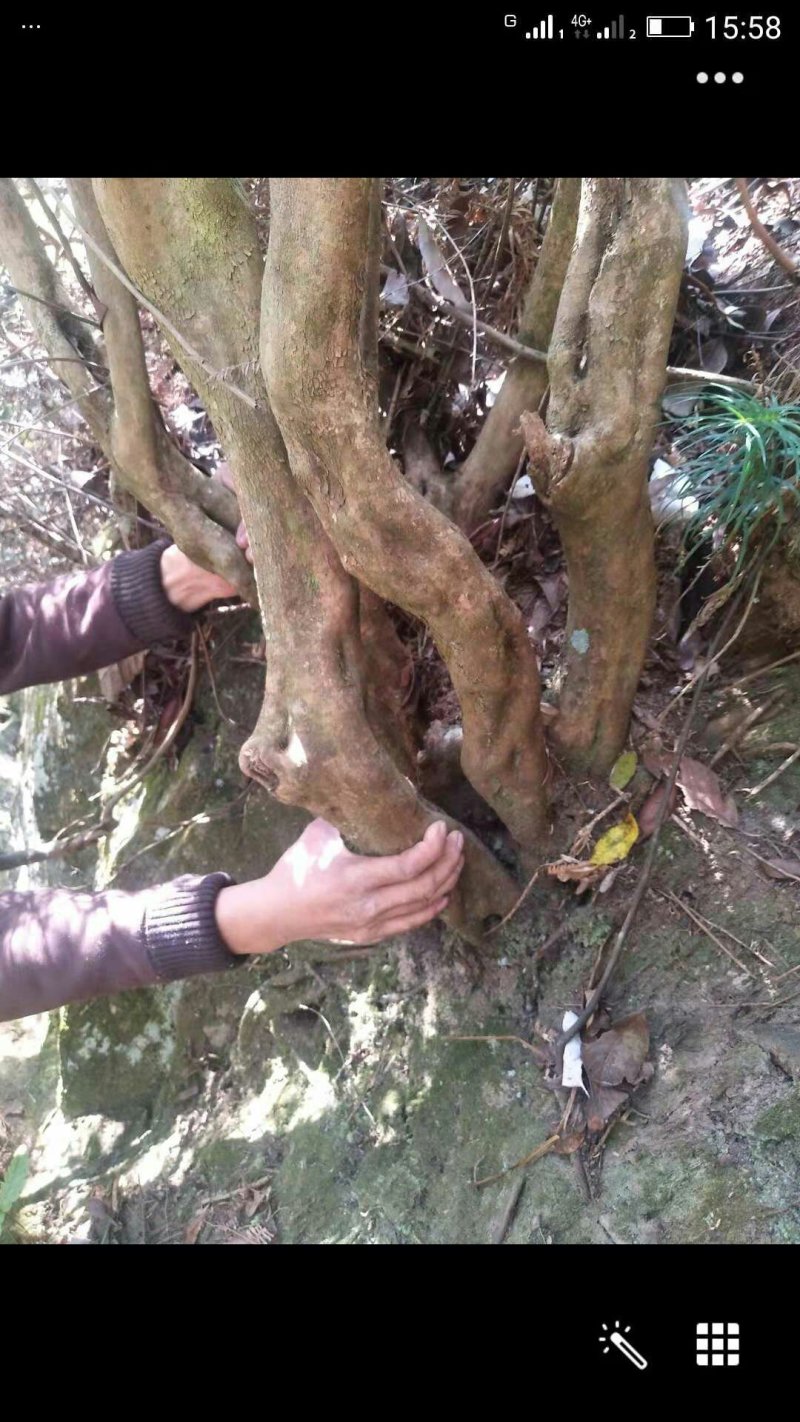 杜鹃花映山红