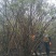 杜鹃花映山红