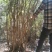 杜鹃花映山红