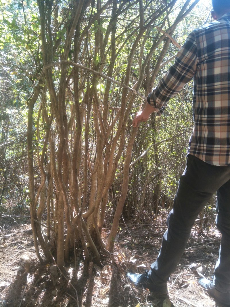 杜鹃花映山红