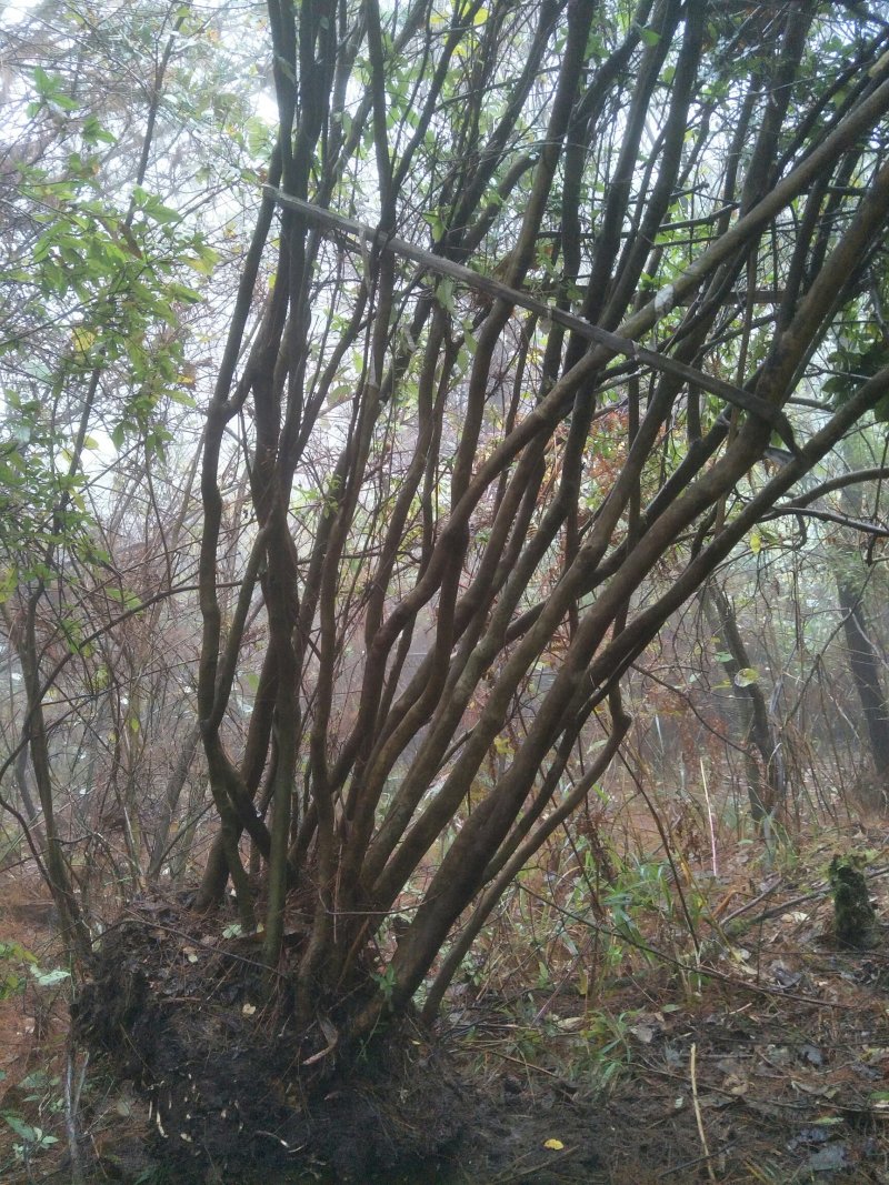 杜鹃花映山红