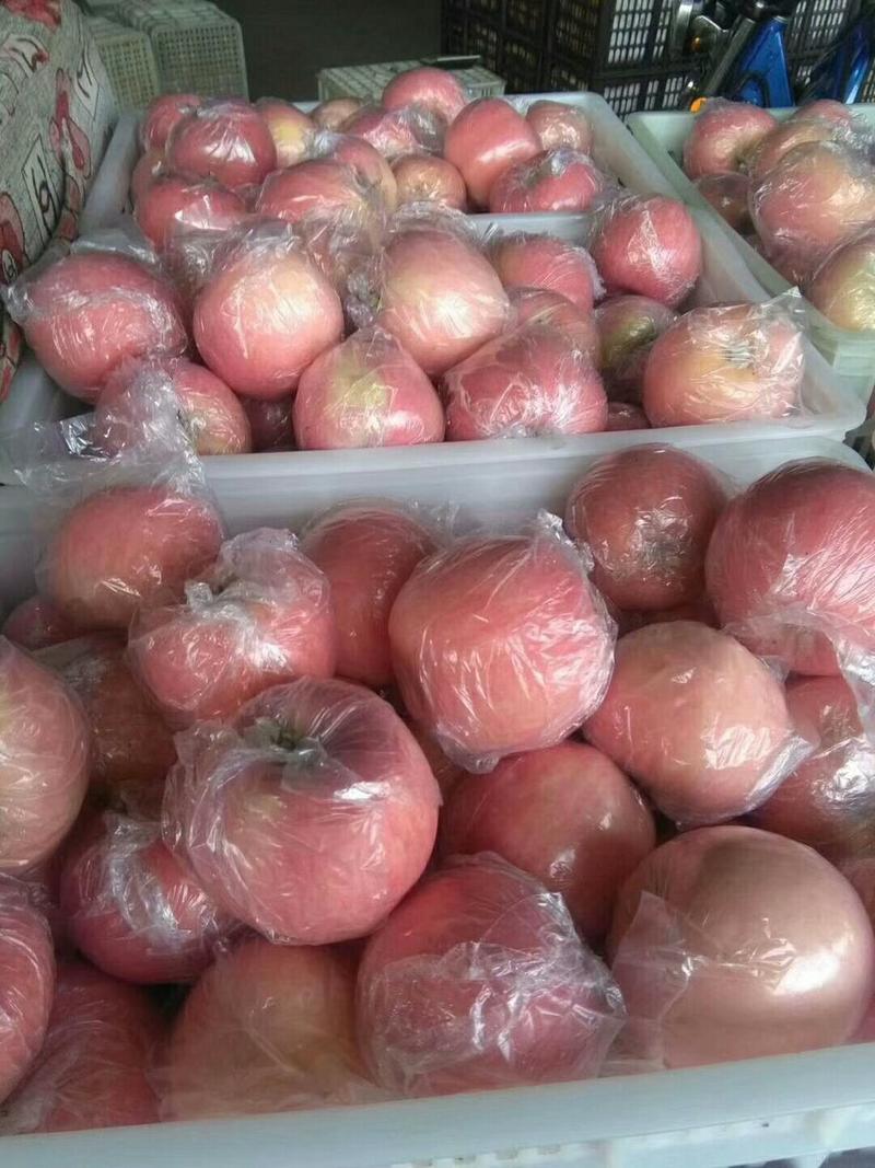 冰糖心膜袋红富士苹果大量现货供应，口感脆甜多汁，色泽靓丽