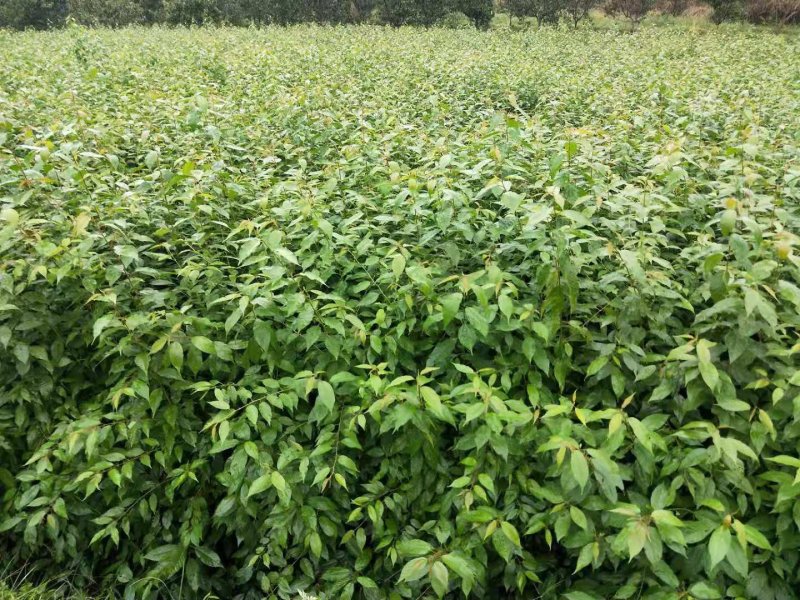 实生樱桃树苗、大青叶砧木、现挖现卖，质量保证规格齐全