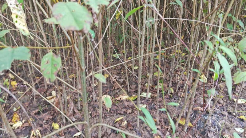 实生樱桃树苗、大青叶砧木、现挖现卖，质量保证规格齐全