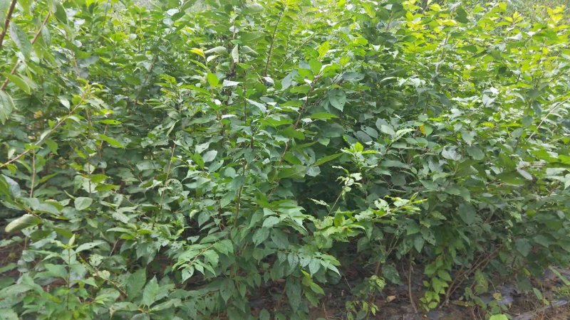 实生樱桃树苗、大青叶砧木、现挖现卖，质量保证规格齐全
