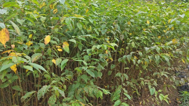 实生樱桃树苗、大青叶砧木、现挖现卖，质量保证规格齐全