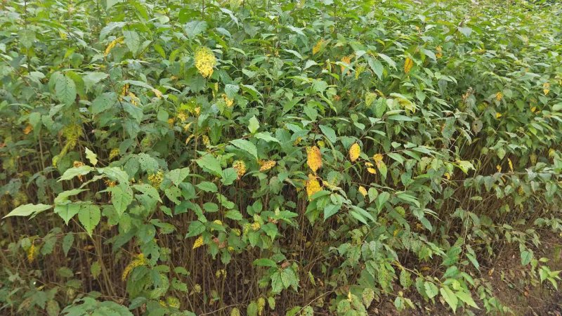 实生樱桃树苗、大青叶砧木、现挖现卖，质量保证规格齐全