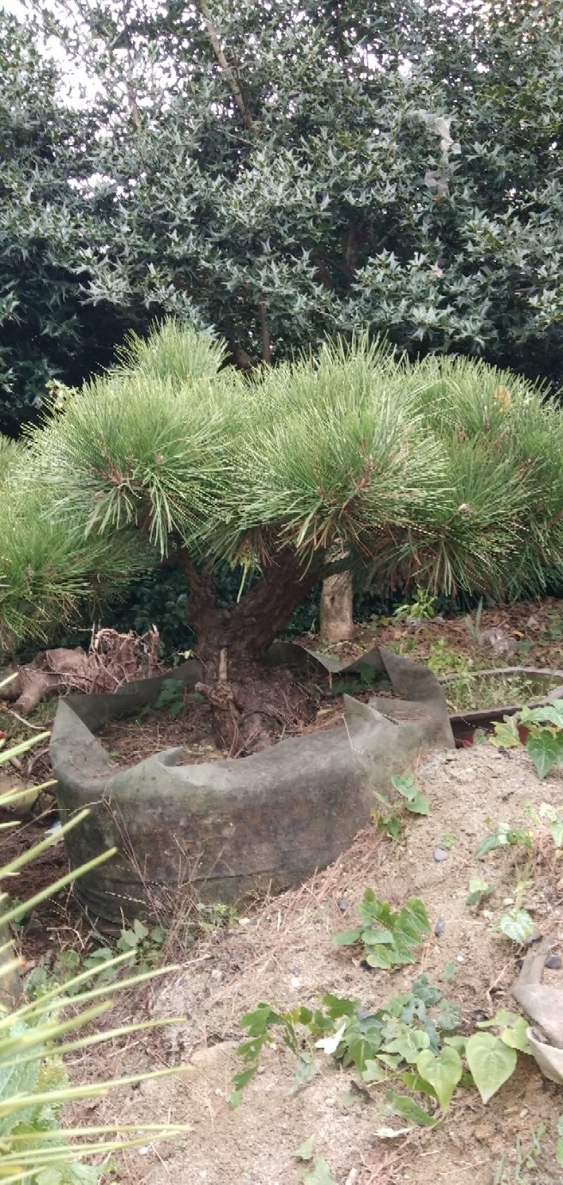 罴松盆景