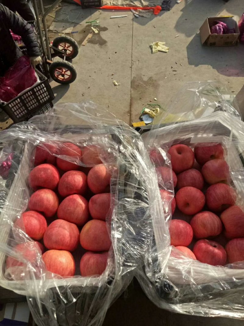 绥中优质全红寒富苹果色好个大产地对接大量供应
