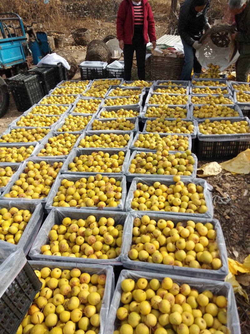 绥中优质黄花梨花盖梨东北冻梨产地对接大量供应