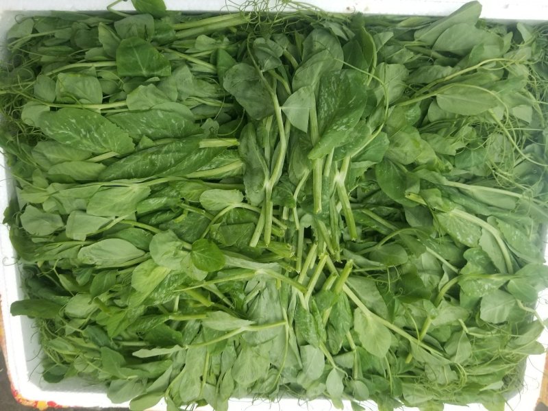 豌豆尖四川豌豆尖精品豆苗