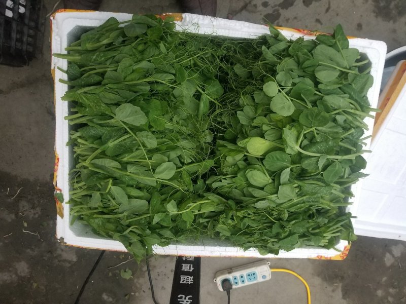 豌豆尖四川豌豆尖精品豆苗