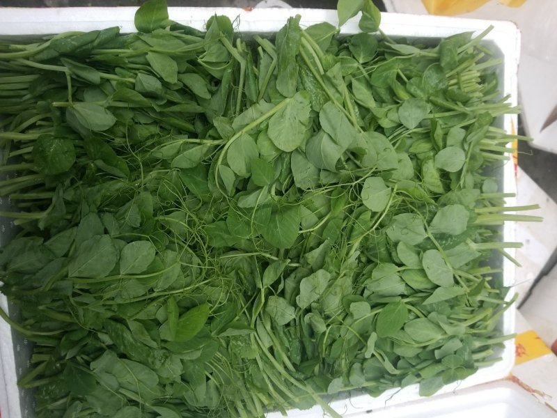 豌豆尖四川豌豆尖精品豆苗