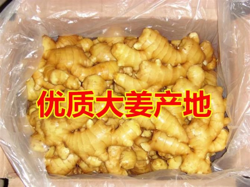 山东小黄姜大姜常年供应2元起货源充足价格优惠全国发货