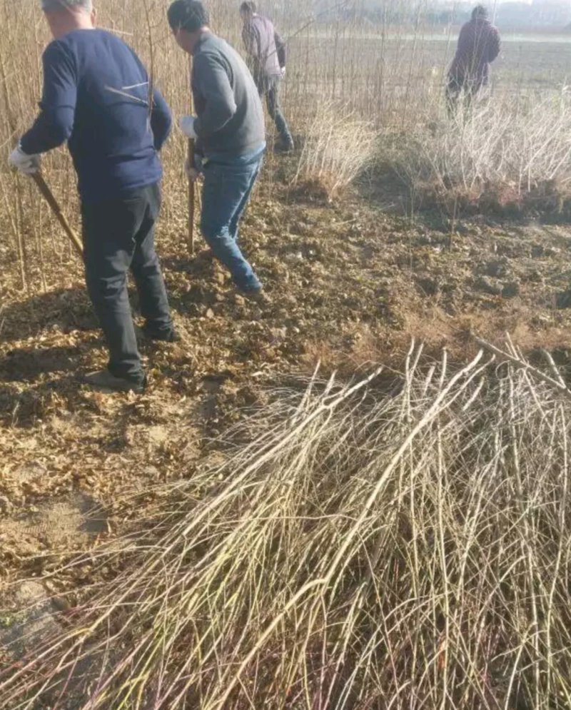 桃树苗！毛桃苗各规格齐全！嫁接绿化占地土球裸根均可，