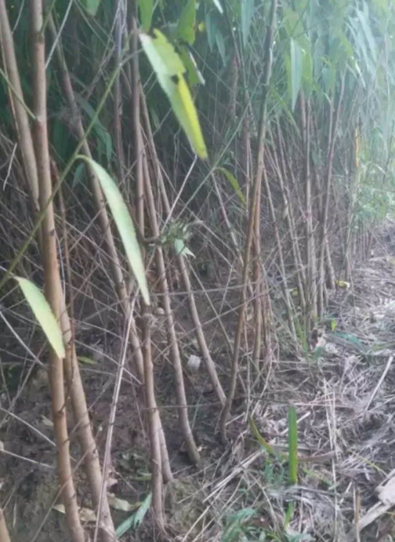桃树苗！毛桃苗各规格齐全！嫁接绿化占地土球裸根均可，