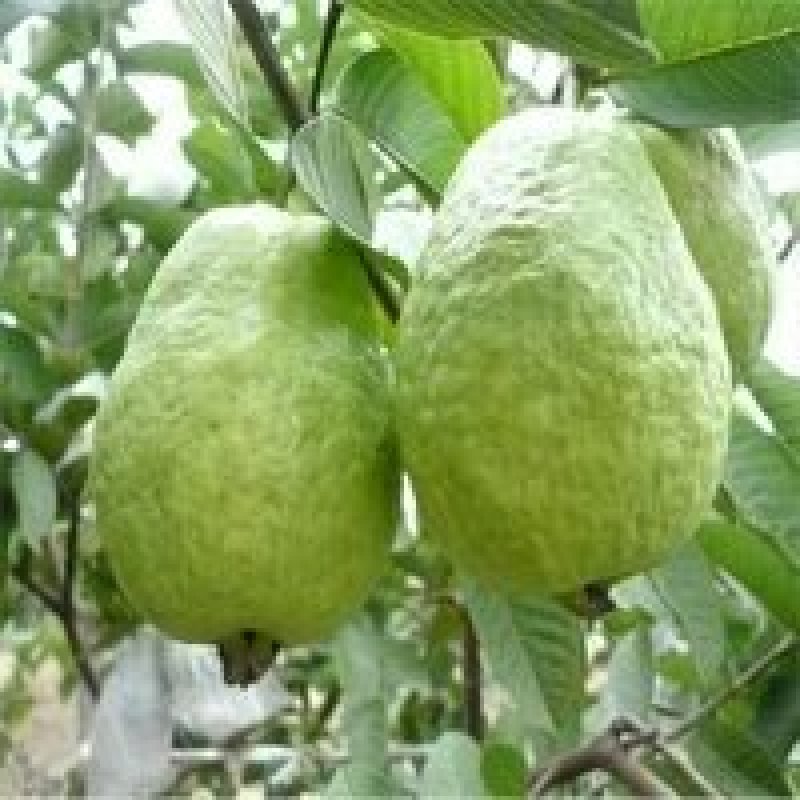 番石榴苗珍珠番石榴苗四季结果
